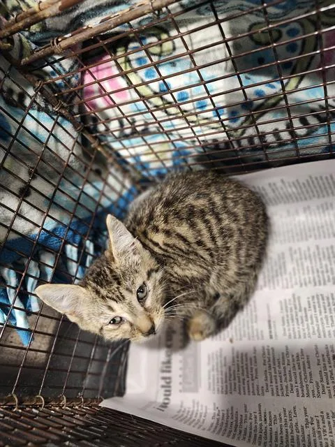 A baby small-sized female Domestic Short Hair cat named A for adoption in San Antonio, TX