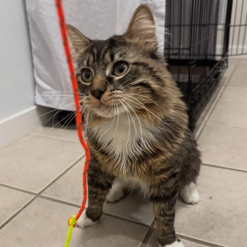 A young small-sized male Brown / Chocolate Domestic Long Hair cat named Ozzy for adoption in North Branford, CT