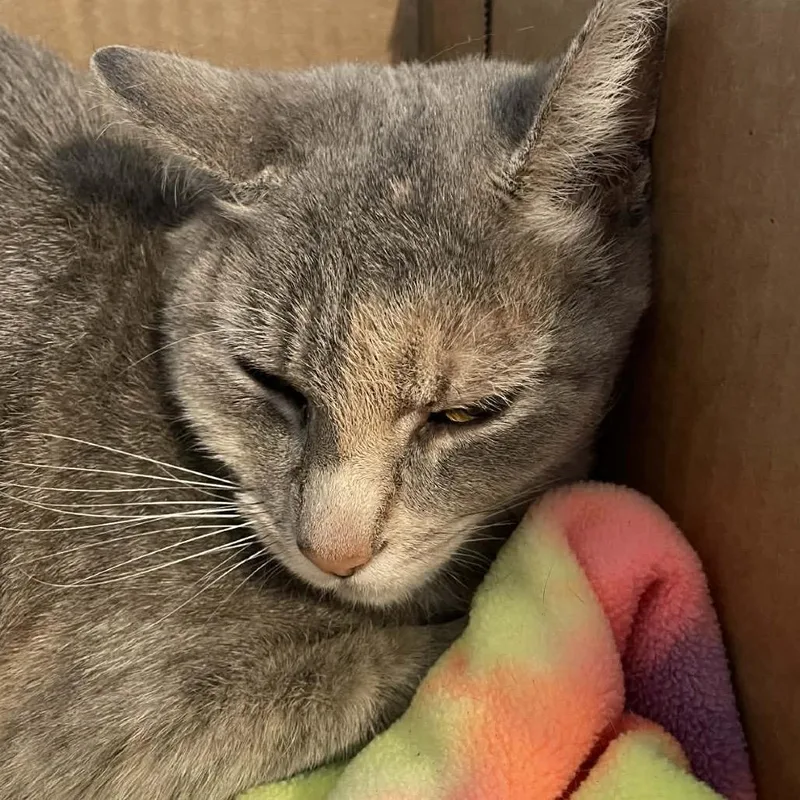 An adult small-sized female Gray / Blue / Silver Domestic Short Hair cat named Squeakerk for adoption in Kingman, AZ