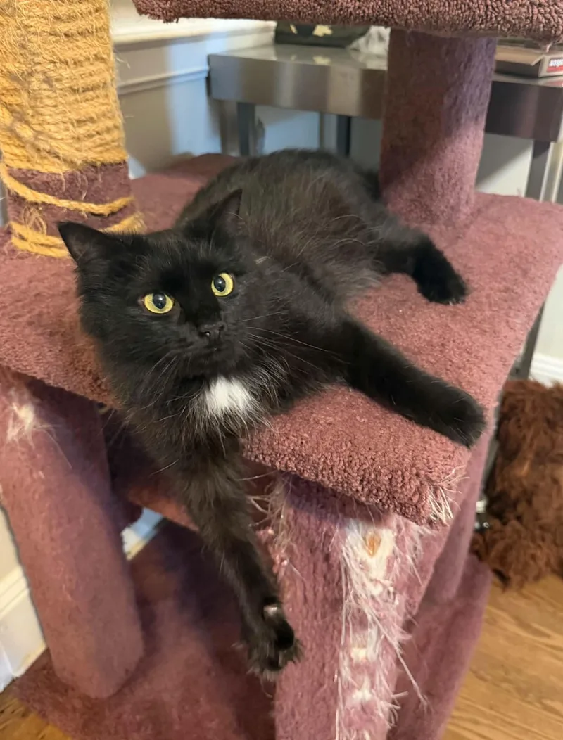 An adult medium-sized female Domestic Medium Hair cat named Foxy for adoption in Lansdowne, PA