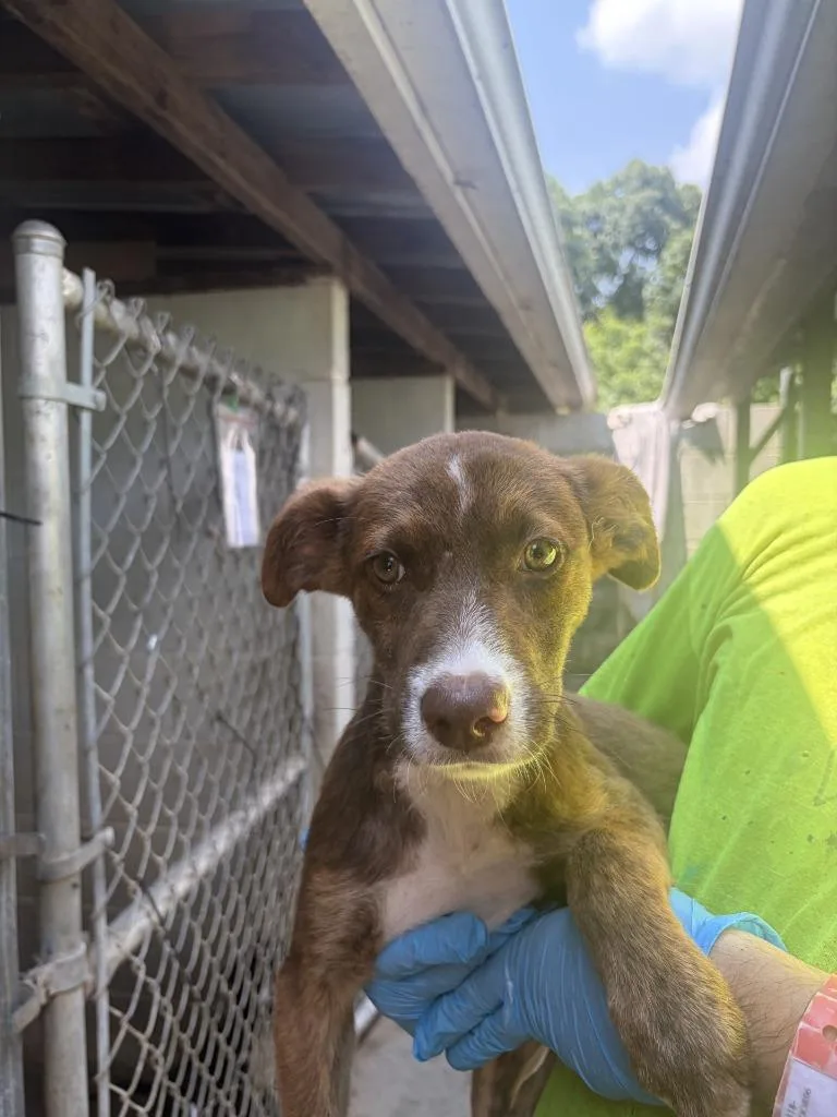 A baby small-sized male Labrador Retriever dog named Otis for adoption in Lawrenceburg, TN