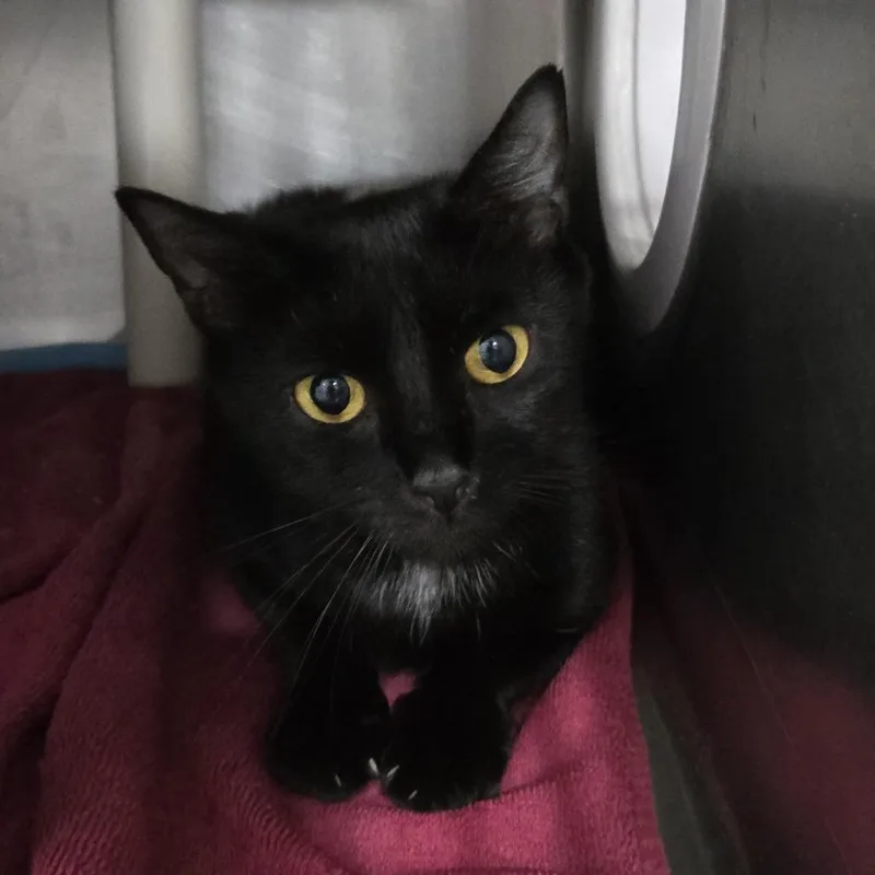 A young medium-sized female Black Domestic Short Hair cat named Lexi for adoption in Newark, NJ