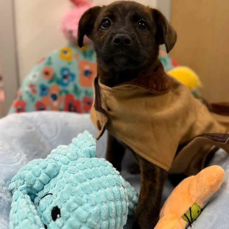 A baby small-sized male Brindle Mixed Breed dog named Speedo Stan for adoption in Austin, TX