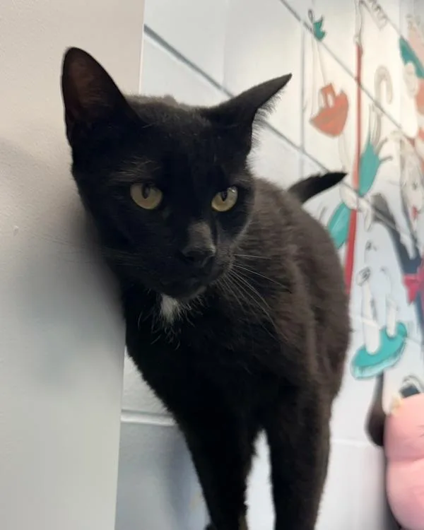 Bandito