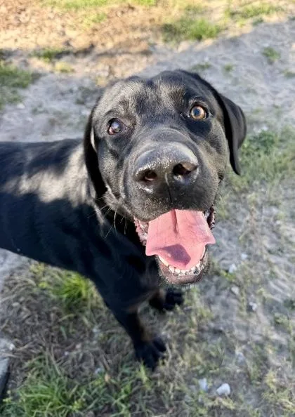 An adult large-sized male Cane Corso dog named StrayW Dunnellon for adoption in Inverness, FL