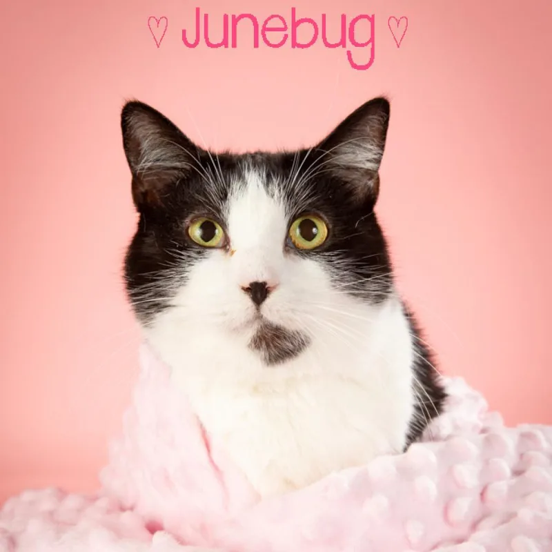 June Bug thumbnail 2