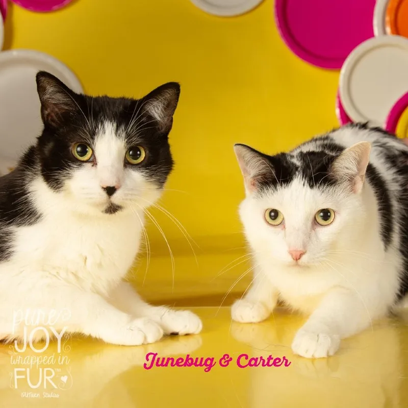 June Bug thumbnail 6