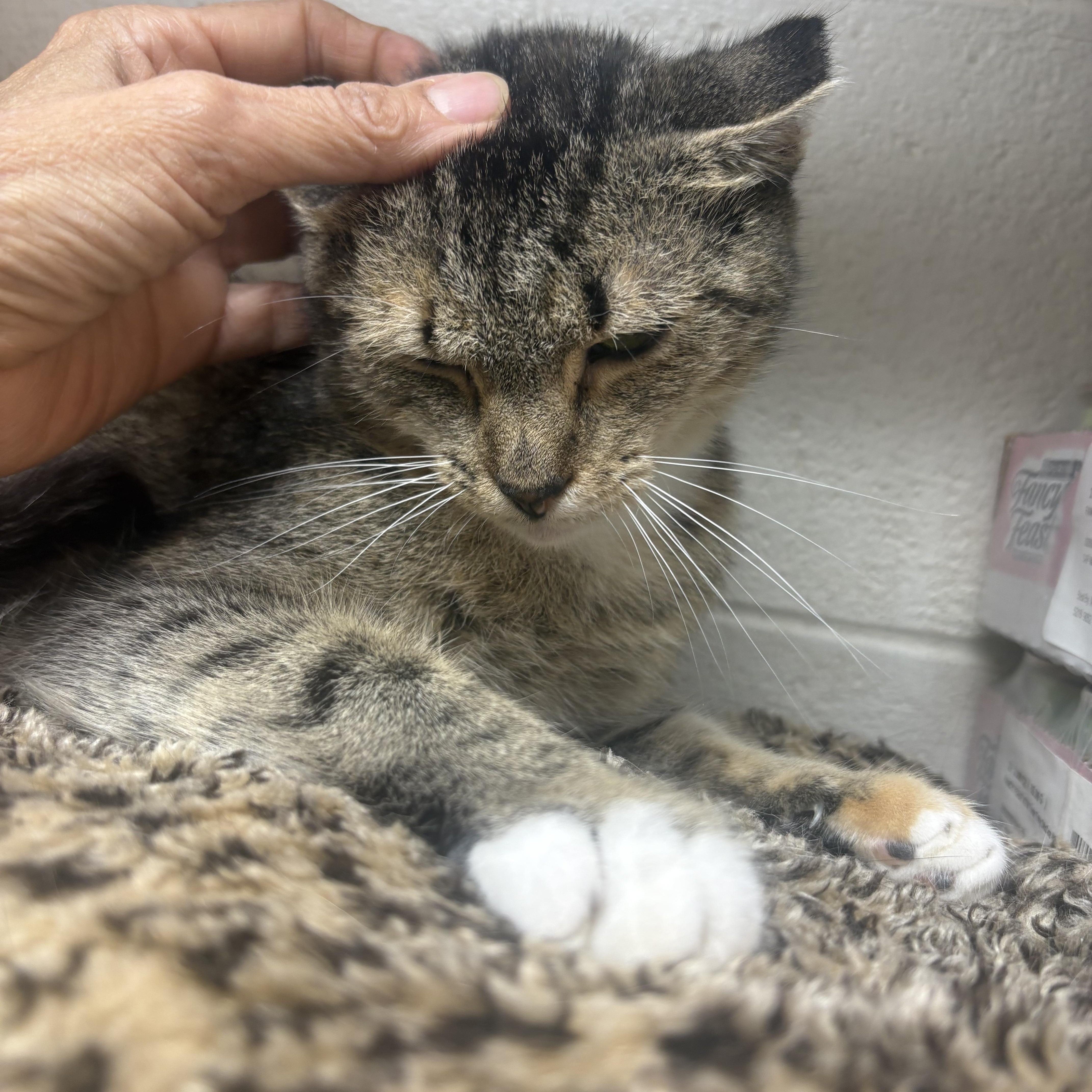 A young medium-sized female Tabby (Buff / Tan / Fawn) Torbie cat named Evergreen for adoption in Columbus, OH
