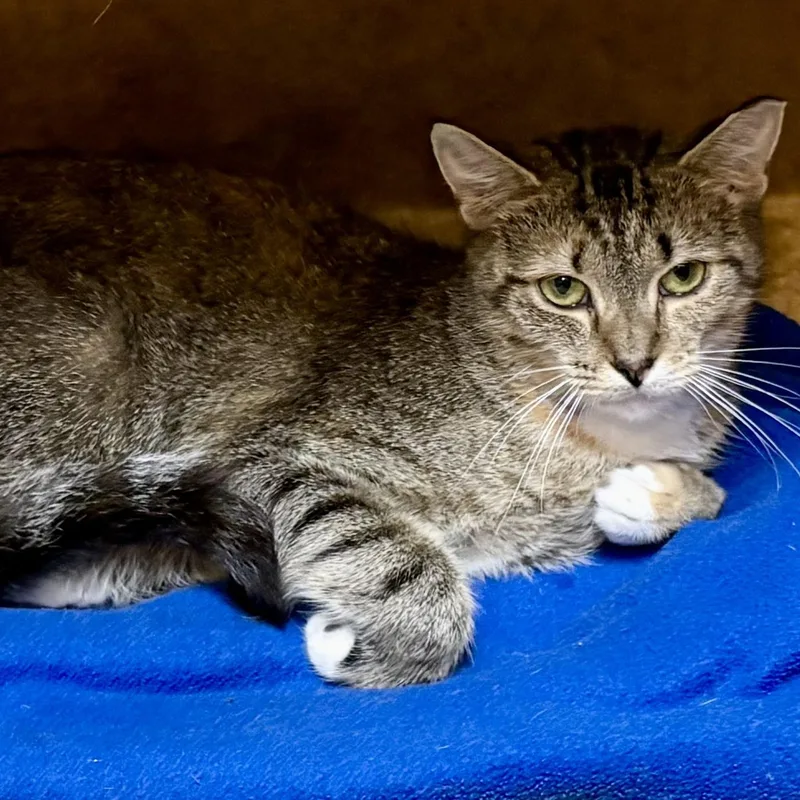 Evergreen thumbnail 6