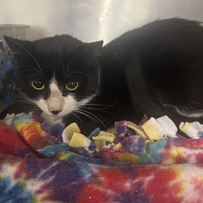 An adult medium-sized female American Shorthair cat named Katniss for adoption in Danbury, CT