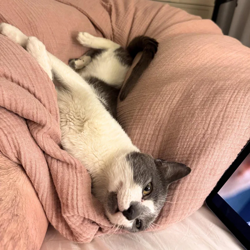 An adult medium-sized male Gray & White Domestic Short Hair cat named Manhattan Bound for adoption in Brooklyn, NY