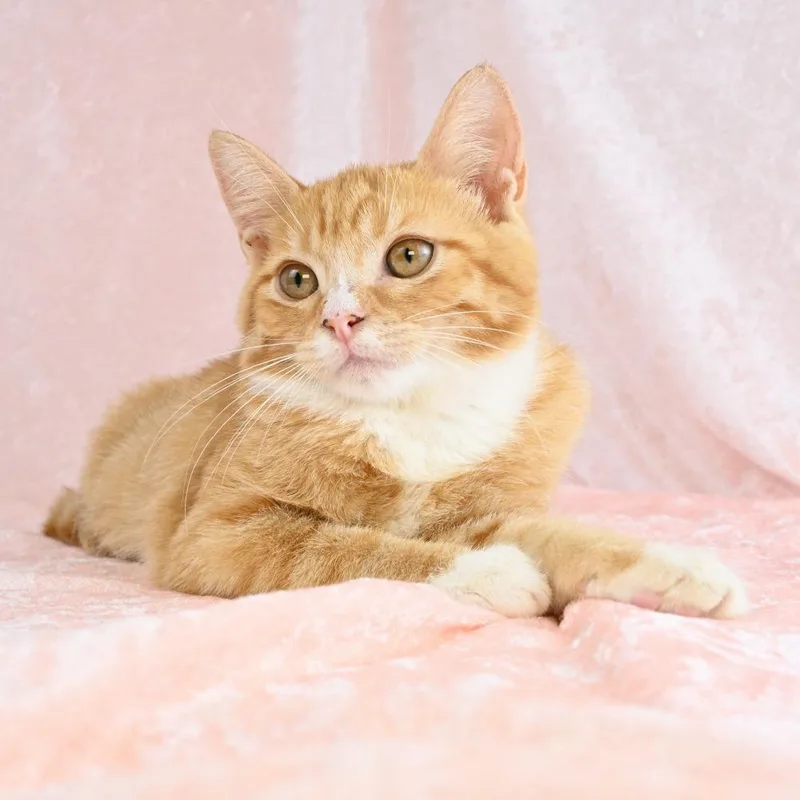A baby small-sized female Orange / Red Domestic Short Hair cat named Sweet Potato for adoption in Mobile, AL