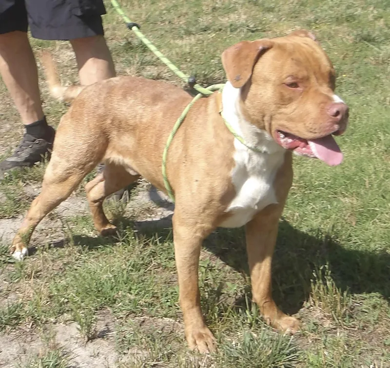A young large-sized male Mixed Breed dog named Dodge for adoption in Gloucester, VA