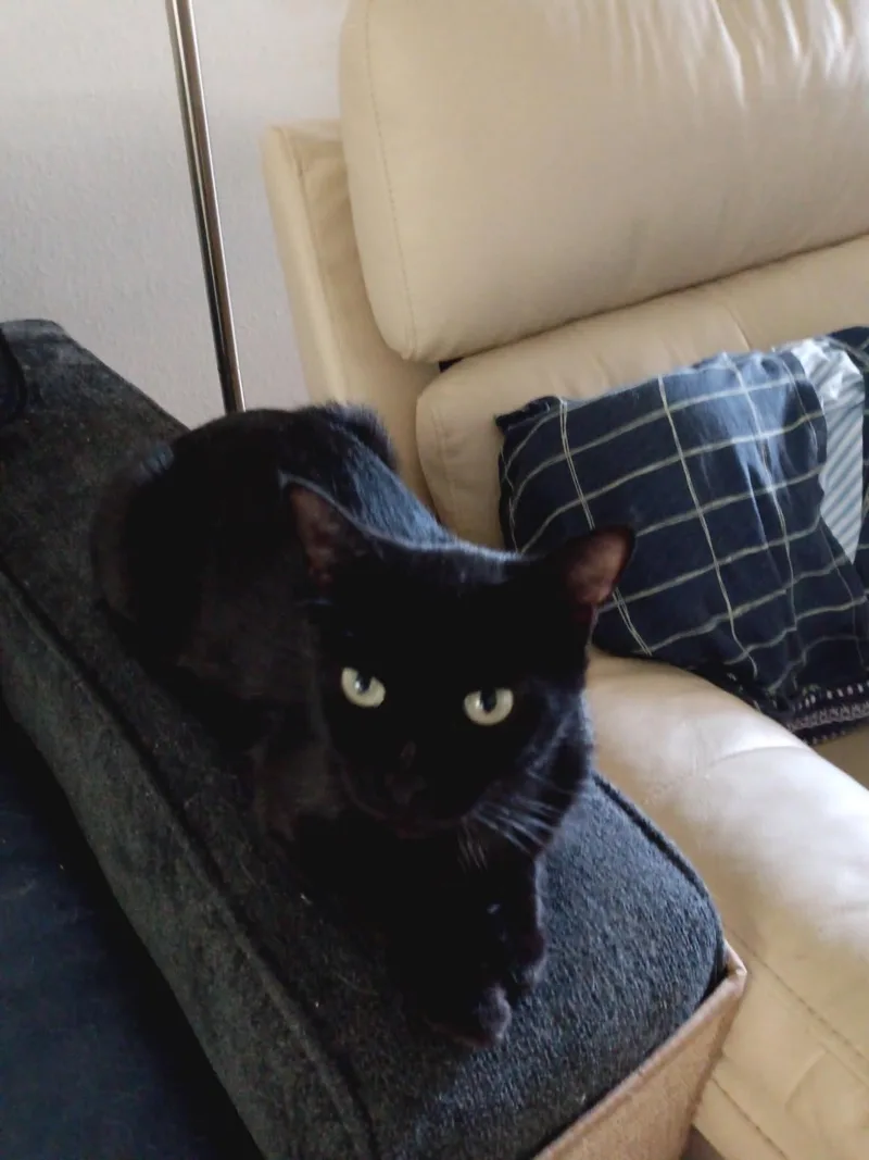 A young medium-sized female Black Domestic Short Hair cat named Dora for adoption in Palm Coast, FL