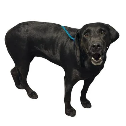 An adult large-sized female Labrador Retriever dog named Libby for adoption in Red Bluff, CA