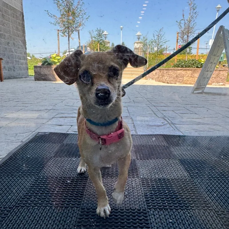 YORKStray