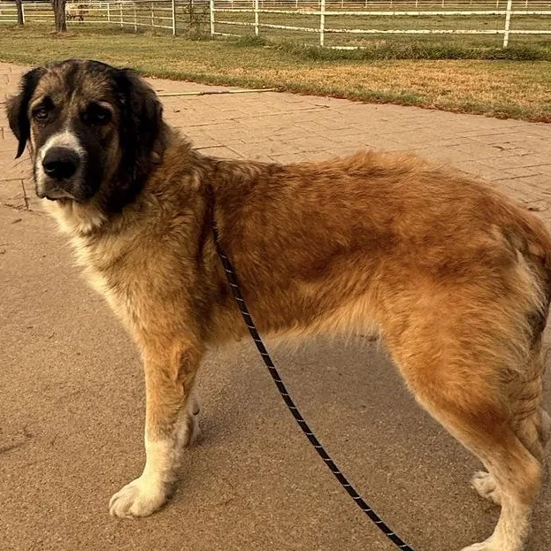 An adult large-sized female Great Pyrenees dog named Miracle for adoption in Krum, TX