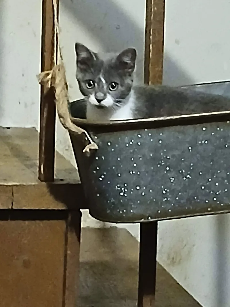 A young small-sized female Scottish Fold cat named Luna for adoption in Ceres, VA