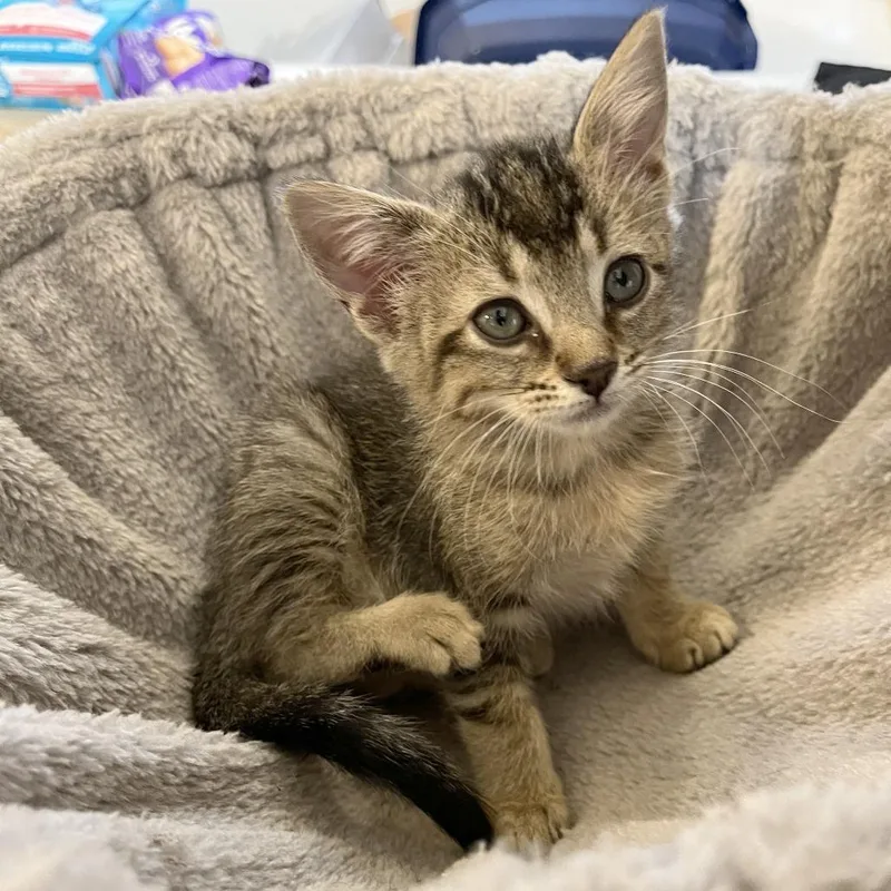 A baby small-sized female Brown / Chocolate Domestic Short Hair cat named Zero for adoption in Austin, TX