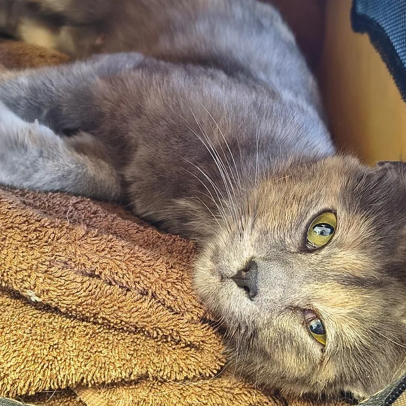 A young medium-sized female Tortoiseshell Domestic Short Hair cat named Missy for adoption in Othello, WA