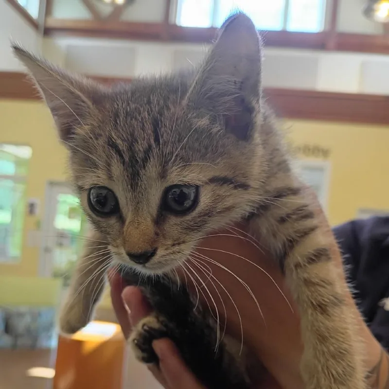 A baby small-sized female Brown / Chocolate Domestic Short Hair cat named Bougie for adoption in Lynchburg, VA