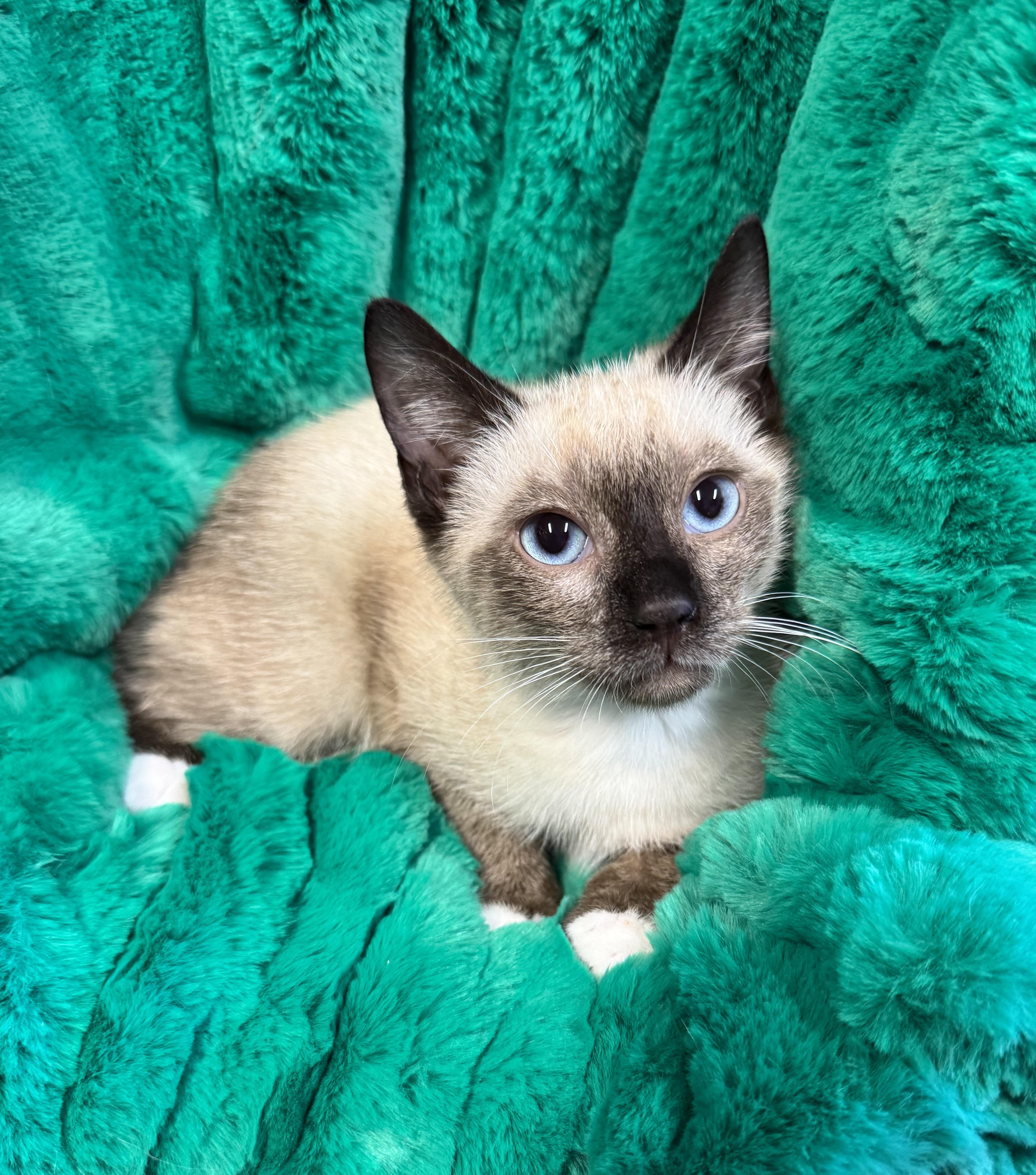 A baby medium-sized male Chocolate Point Siamese cat named Apollo for adoption in Riverside, CA