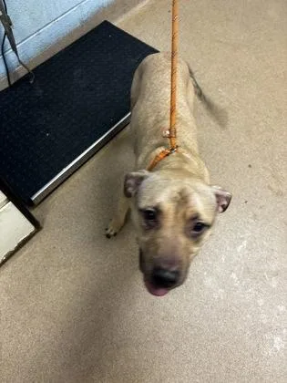 An adult medium-sized female Mixed Breed dog named Podcaster for adoption in Chamblee, GA