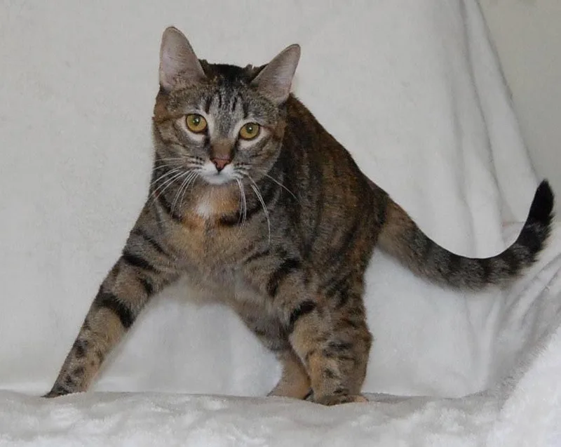 A baby medium-sized female Domestic Short Hair cat named Chili for adoption in Salt Lake City, UT