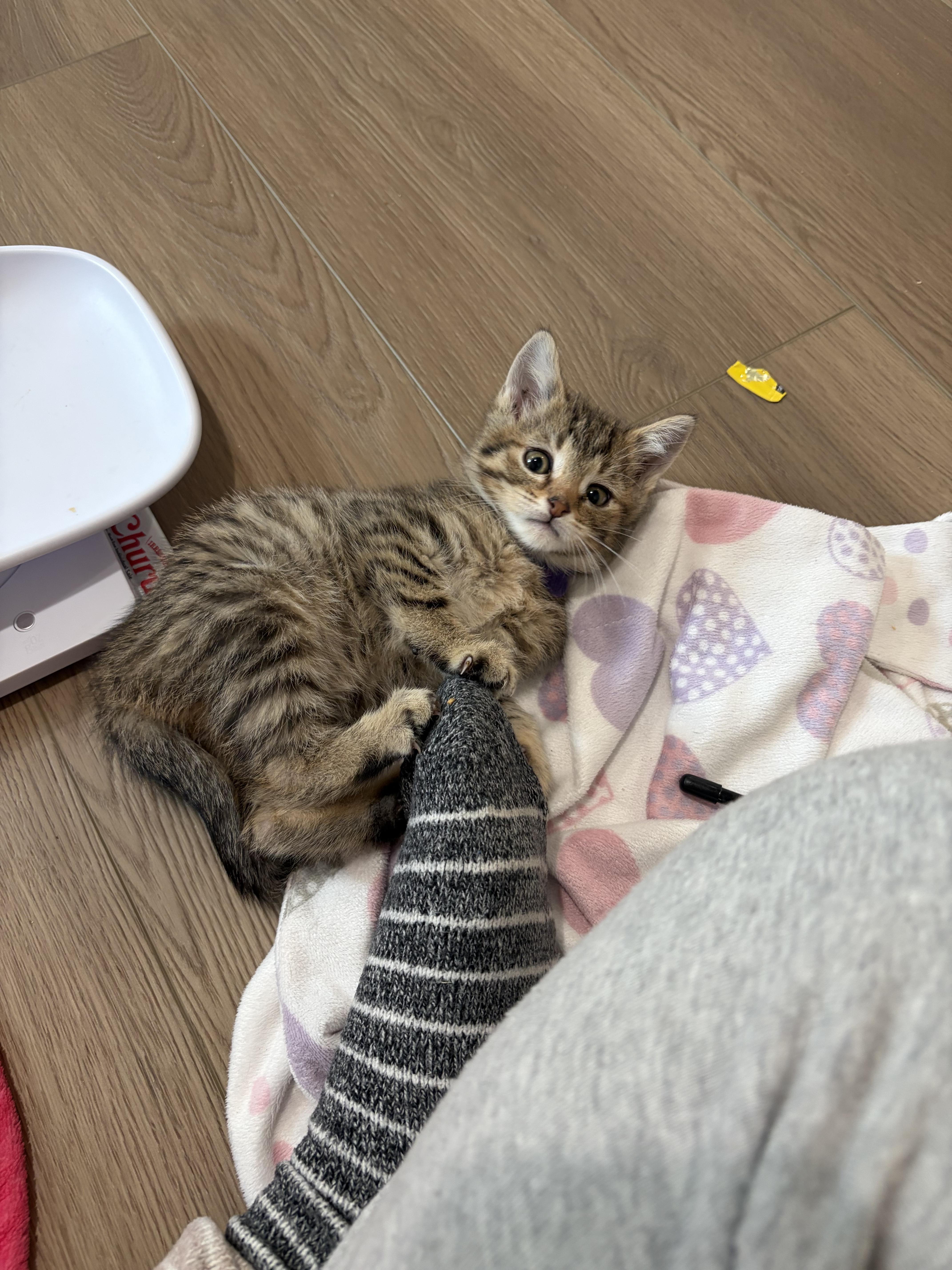A baby small-sized female Tabby (Brown / Chocolate) Domestic Short Hair cat named Jupiter for adoption in Fruit Heights, UT