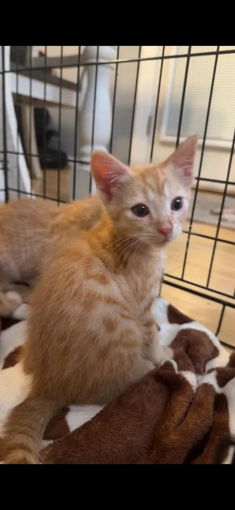 A baby medium-sized female Tabby (Orange / Red) Domestic Short Hair cat named Goldie for adoption in Salisbury, NC