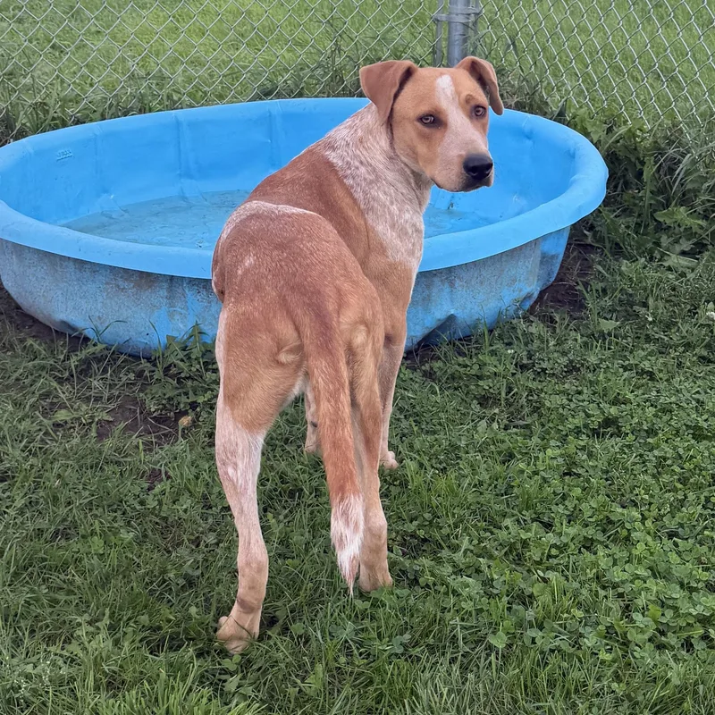 An adult medium-sized female Australian Cattle Dog / Blue Heeler dog named Sadie for adoption in Dodgeville, WI