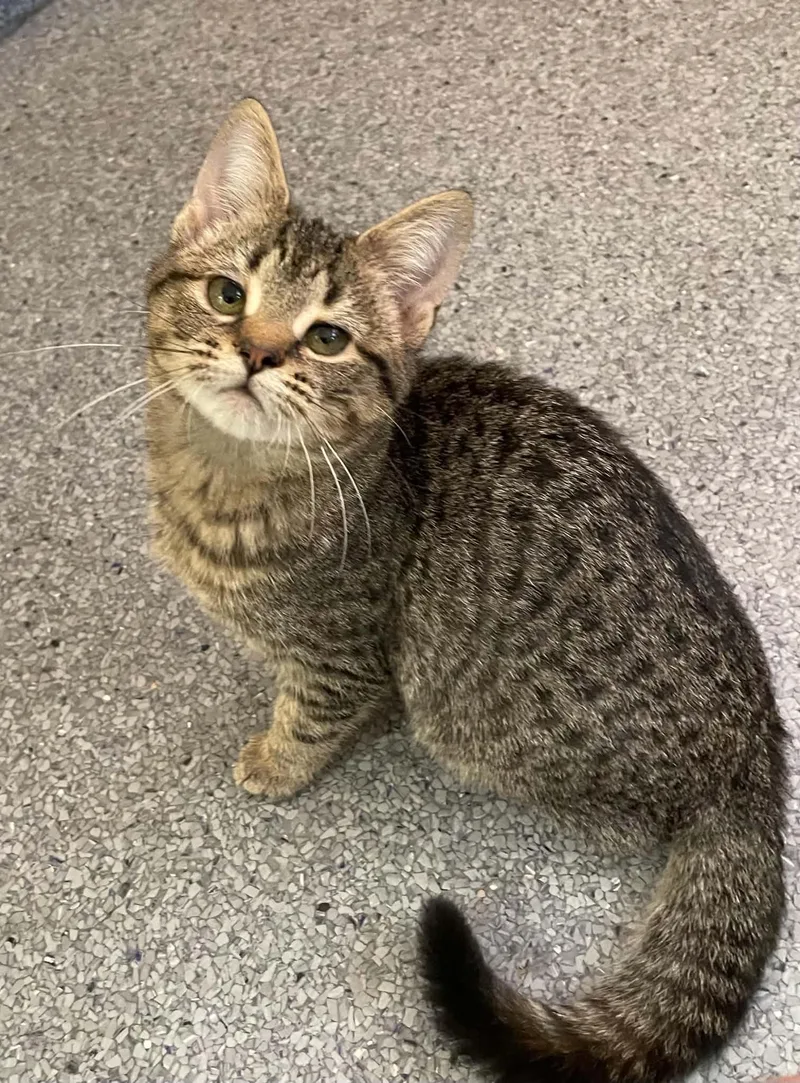 A young medium-sized female Domestic Short Hair cat named Allie for adoption in Covington, VA