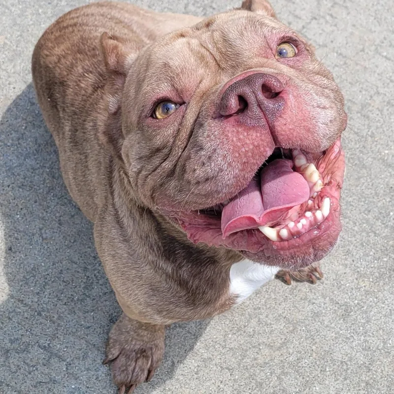 A young medium-sized male Yellow / Tan / Blond / Fawn Bulldog dog named Gauge Happy Boy for adoption in Meriden, CT