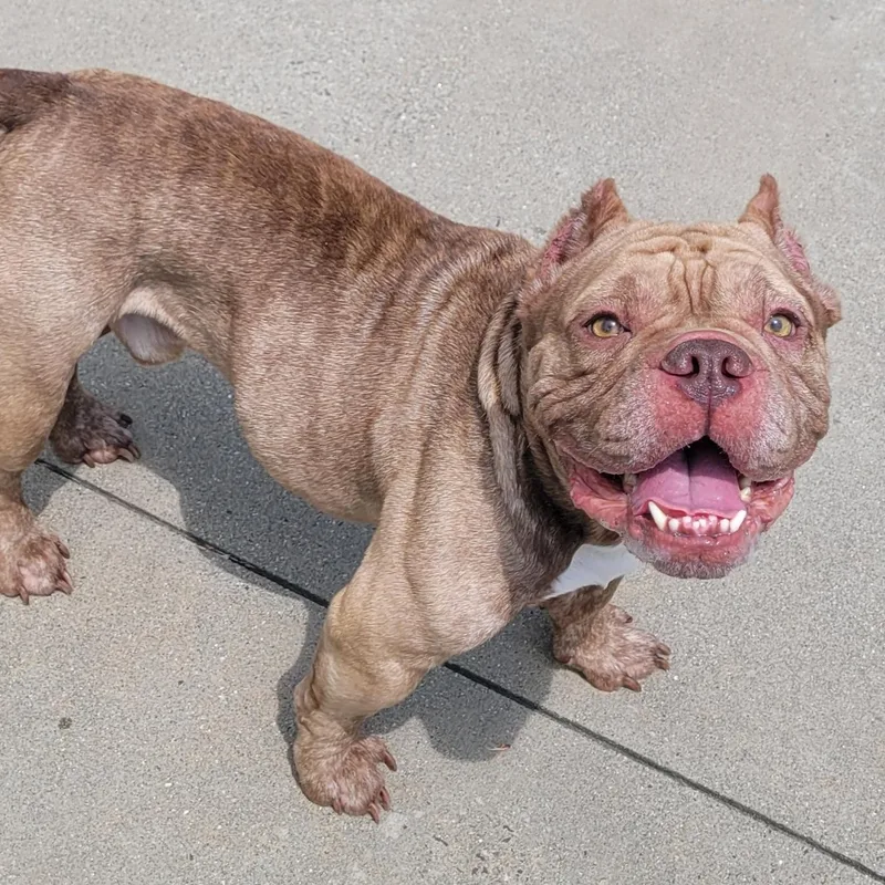 Gauge  Happy Boy thumbnail 2