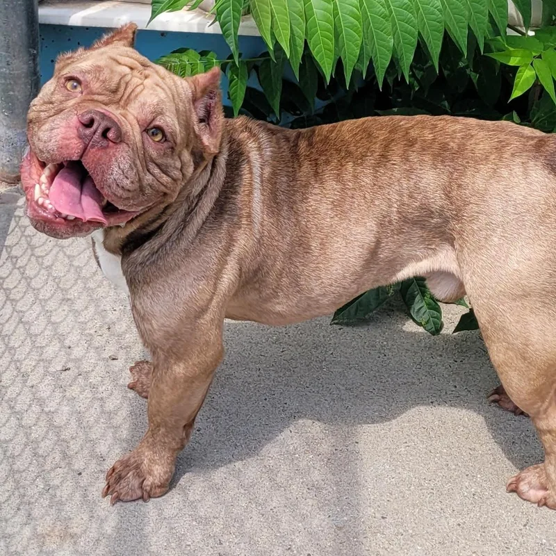 Gauge  Happy Boy thumbnail 3