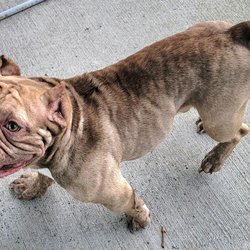 Gauge  Happy Boy thumbnail 4