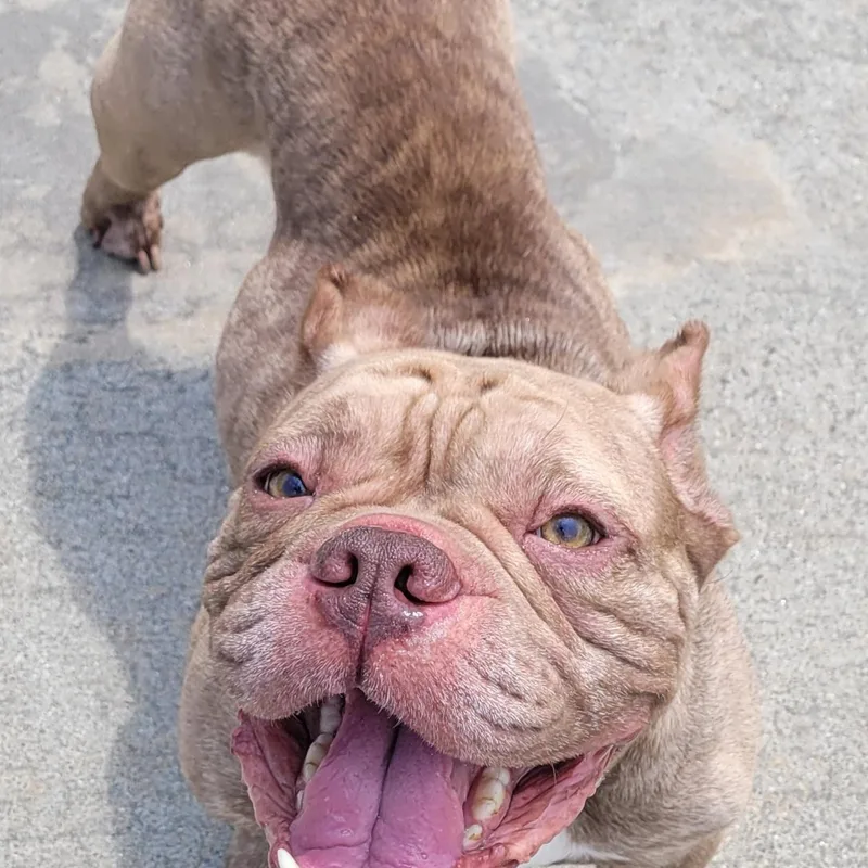 Gauge  Happy Boy thumbnail 5