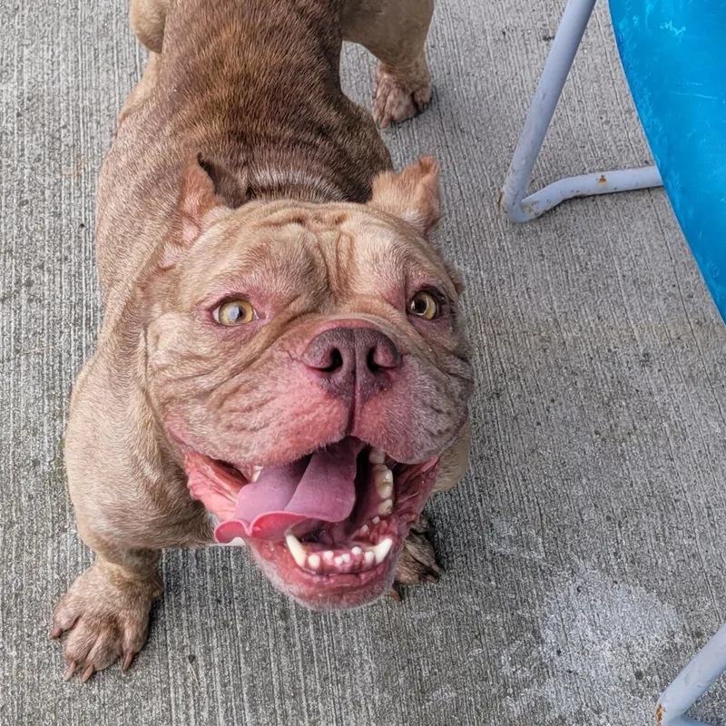 Gauge  Happy Boy thumbnail 6
