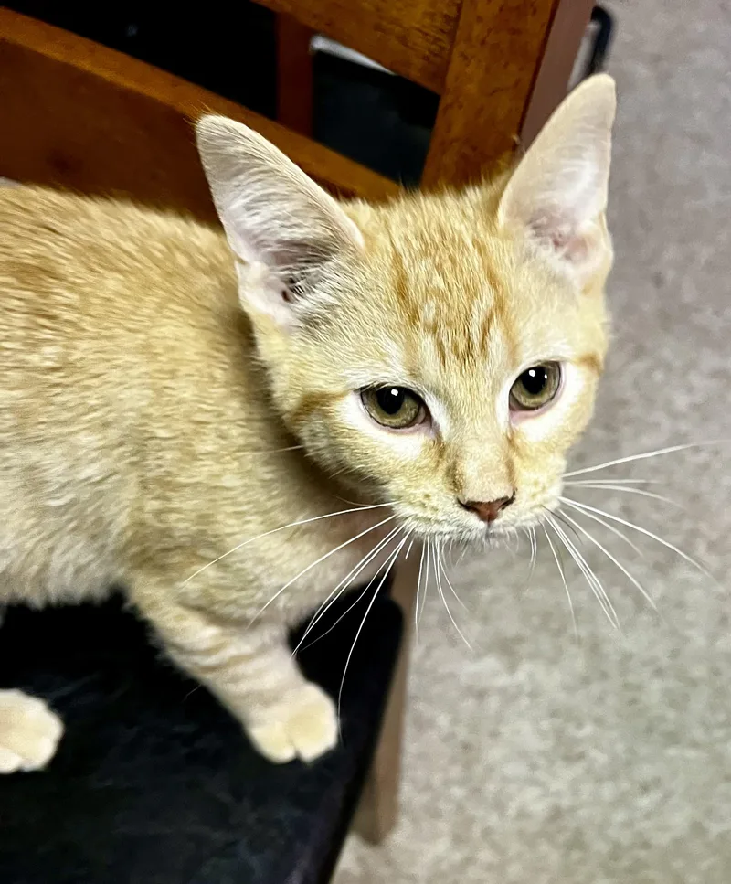 A baby small-sized male Orange / Red Domestic Short Hair cat named Orange Crush for adoption in Faribault, MN