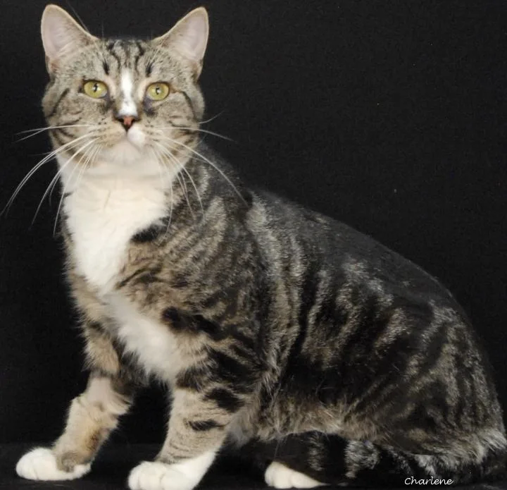 An adult medium-sized male Tabby (Tiger Striped) Domestic Short Hair cat named Belt Buckle for adoption in Newland, NC