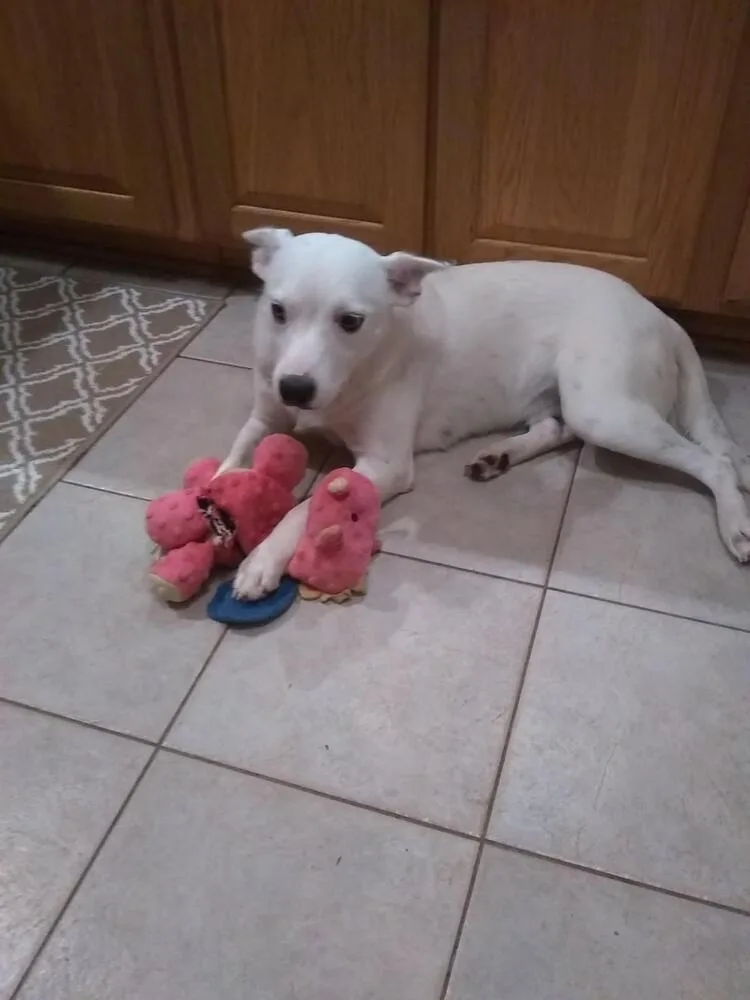 A baby medium-sized female Great Pyrenees dog named Rosalie for adoption in Irwin, PA