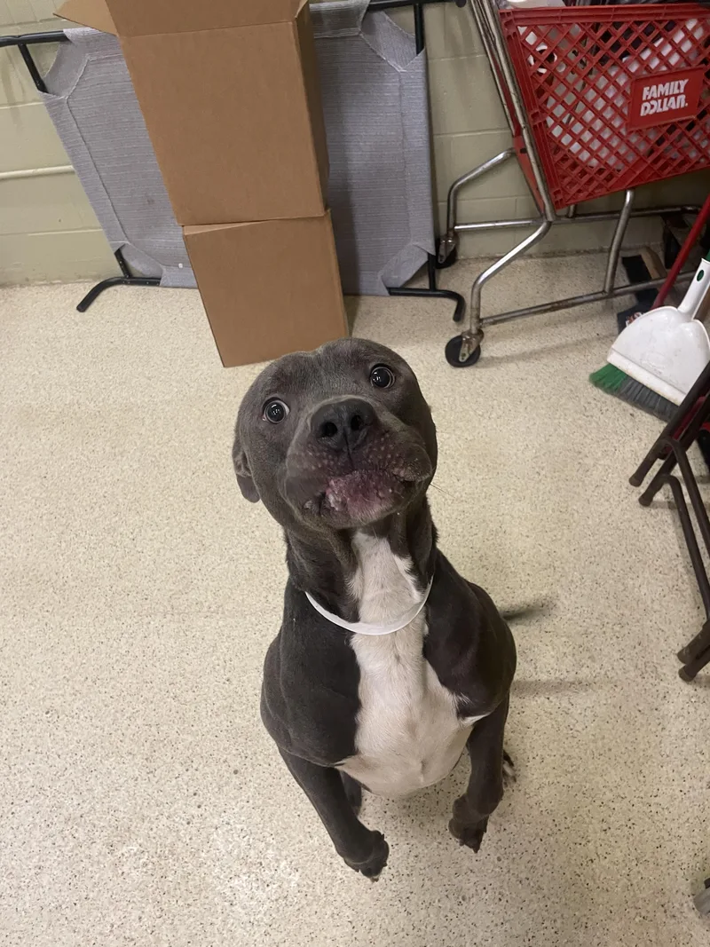 An adult large-sized male Terrier dog named Lucas for adoption in Muncie, IN