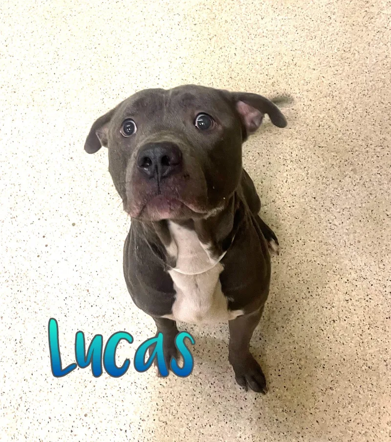Lucas thumbnail 4