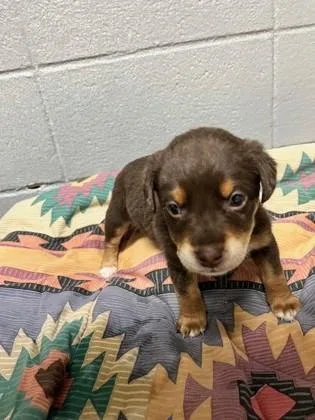 An adult small-sized male Mixed Breed dog named Toast for adoption in Port Allen, LA
