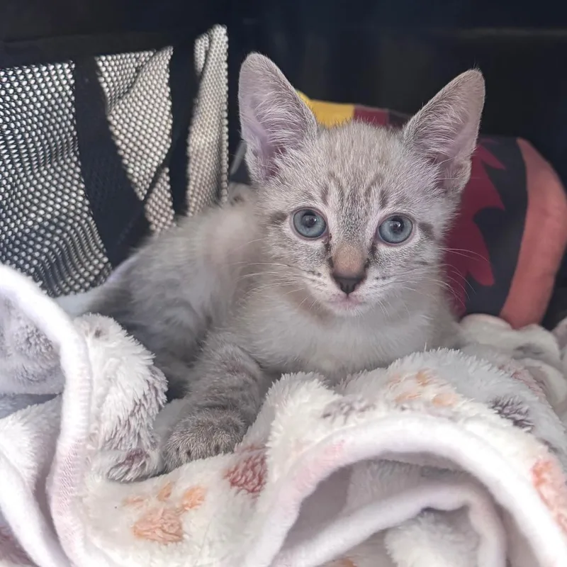 A baby small-sized female White Domestic Short Hair cat named Naruta for adoption in Los Angeles, CA