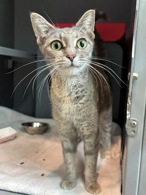 An adult small-sized female Domestic Short Hair cat named Elsanore for adoption in Leesburg, VA