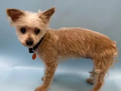 A senior small-sized female Yorkshire Terrier dog named Snickers for adoption in Woodbury, MN