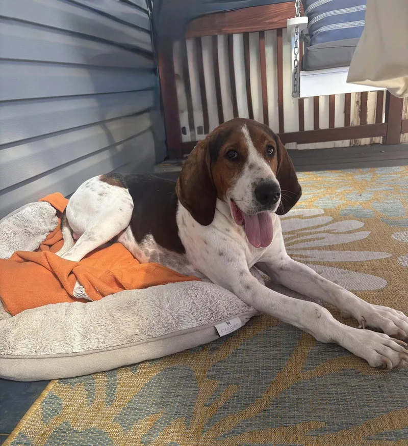 An adult large-sized male Treeing Walker Coonhound dog named Johnny for adoption in Fort Collins, CO