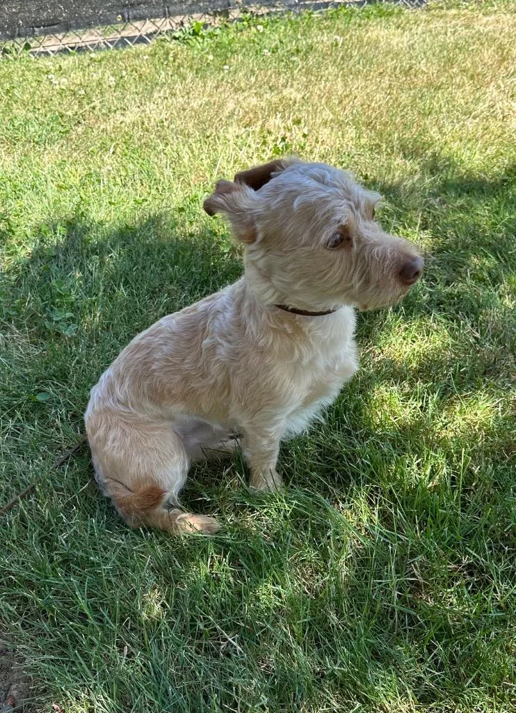 Gio