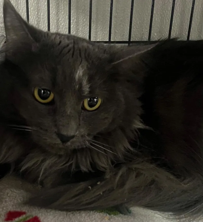 An adult medium-sized female Domestic Long Hair cat named Babe for adoption in Saginaw, MI